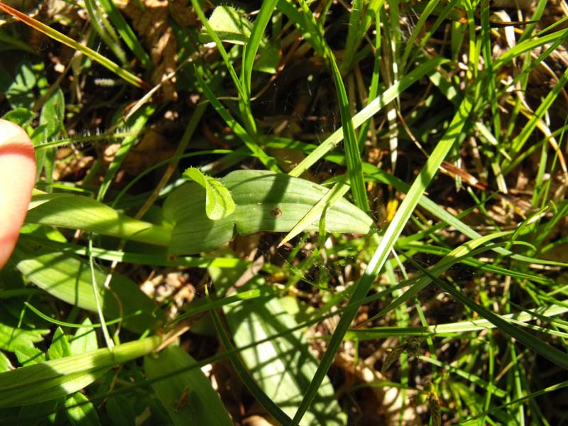 Neotinea tridentata